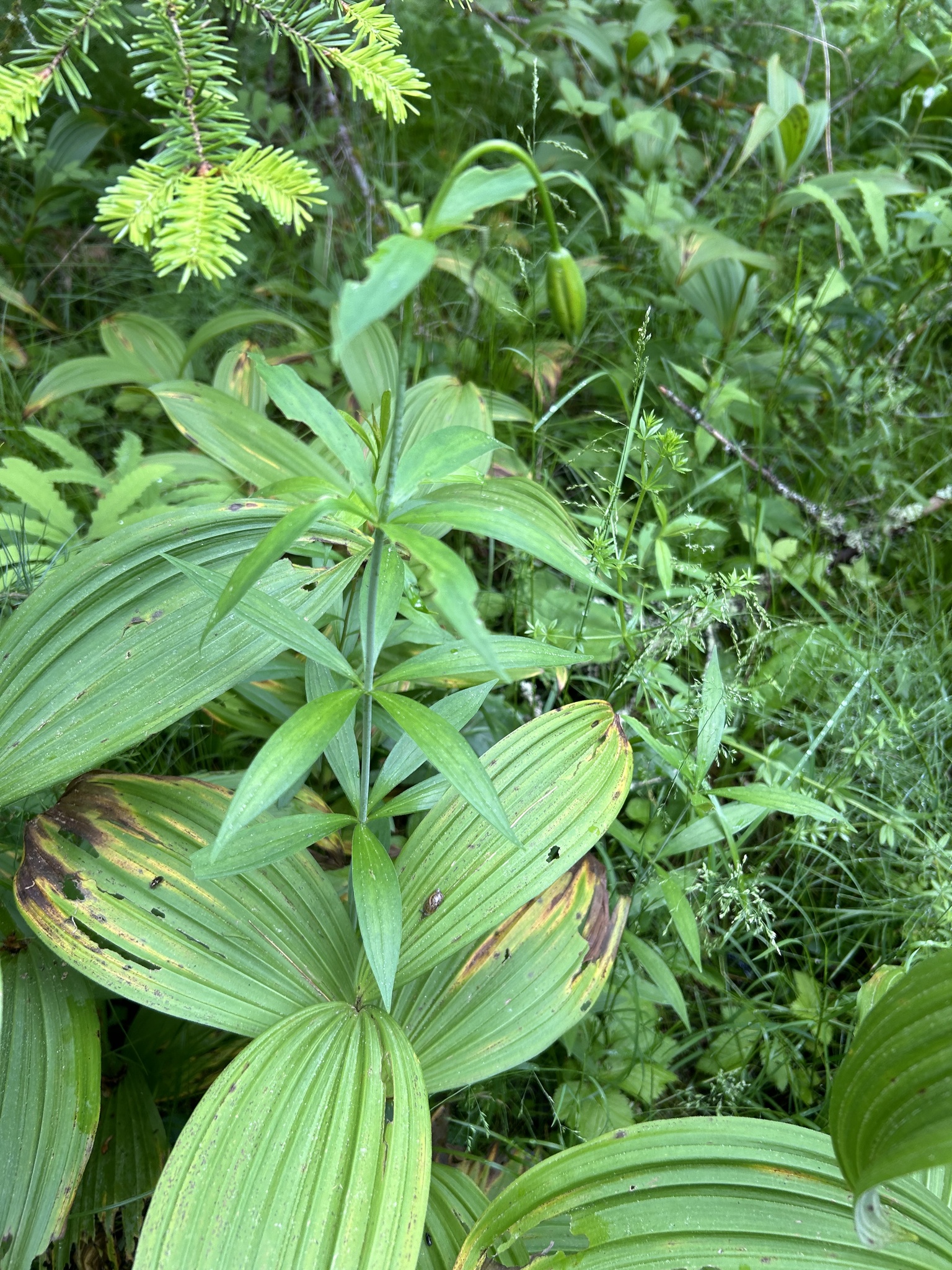Canada Lily