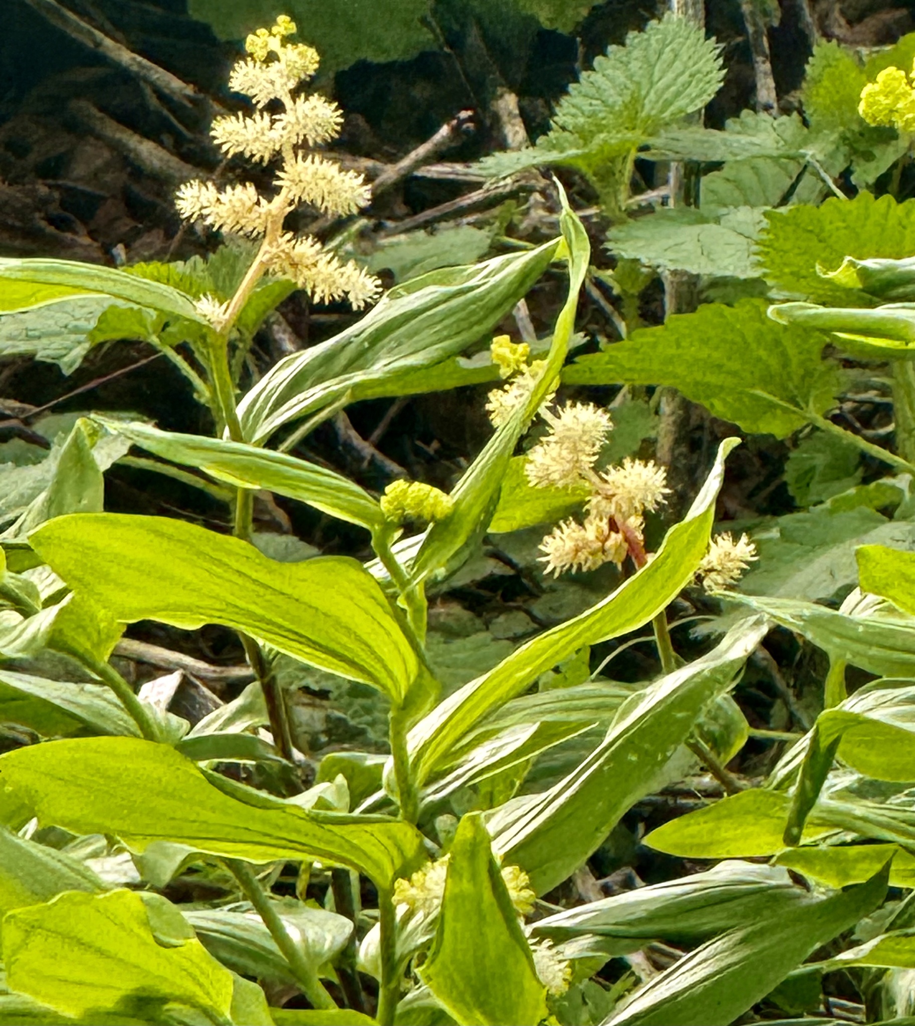 Solomon’s Plume