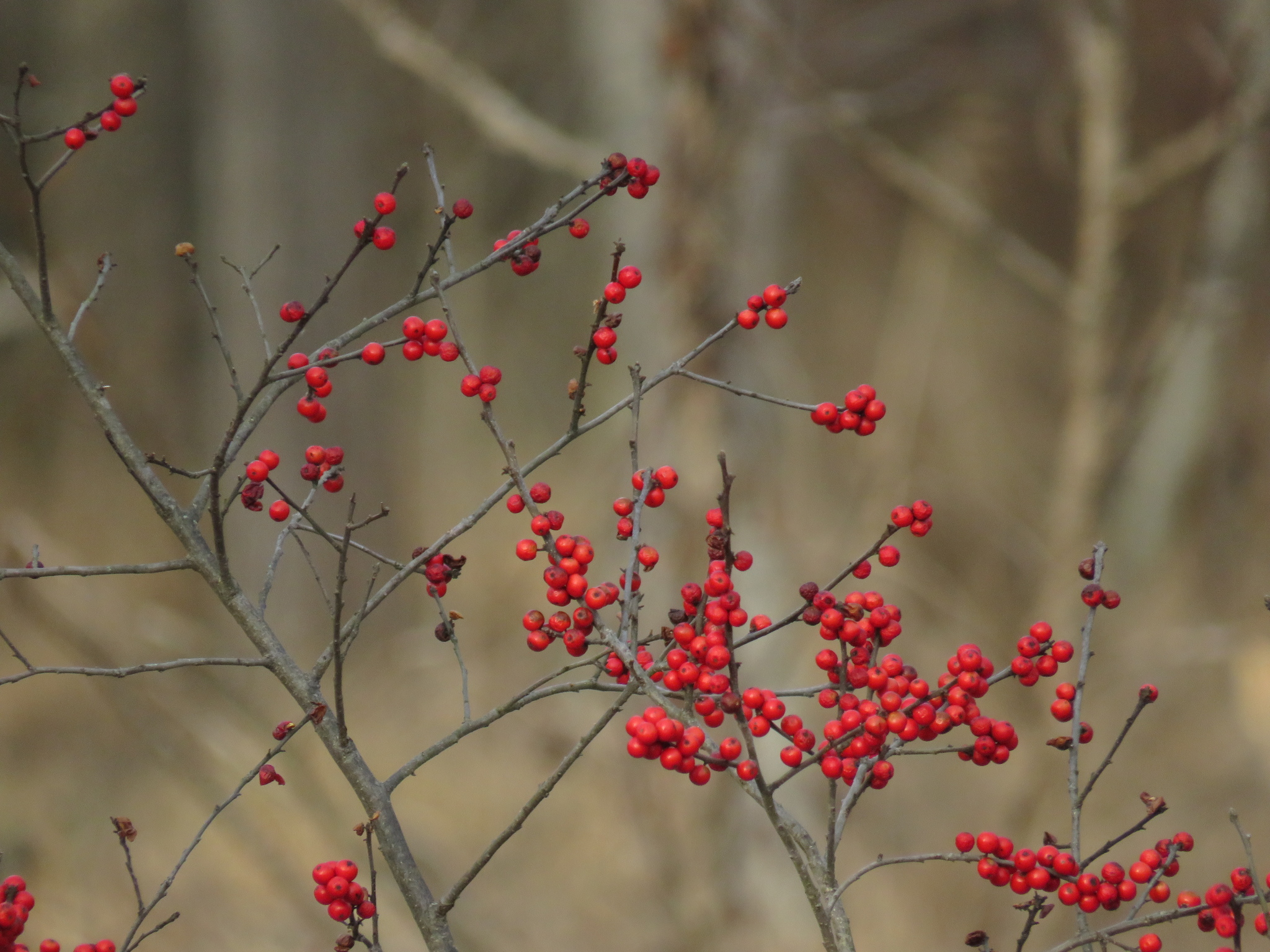 Winterberry Holly