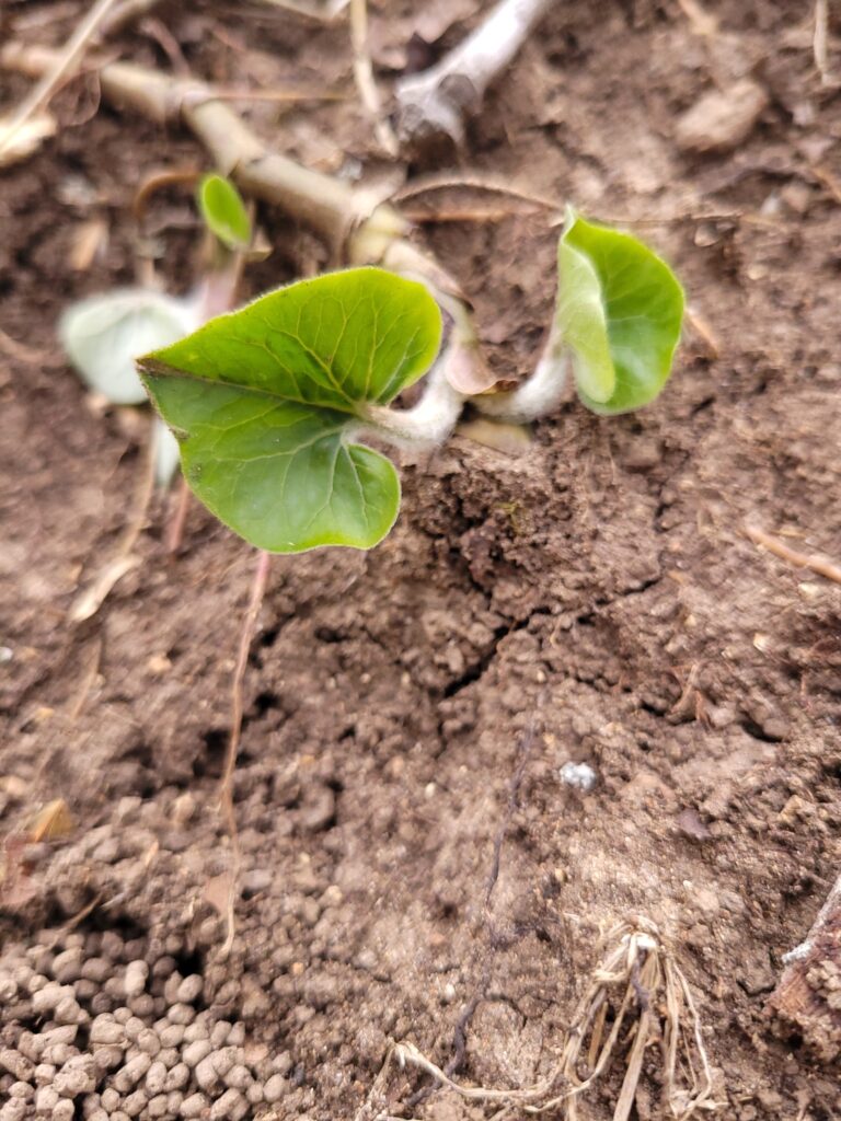 Wild Ginger (Western) (Asarum canadense)