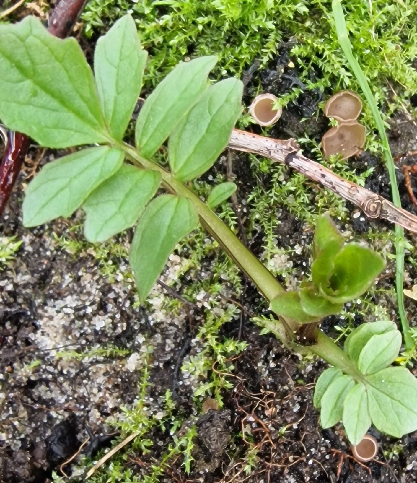 Common Valerian