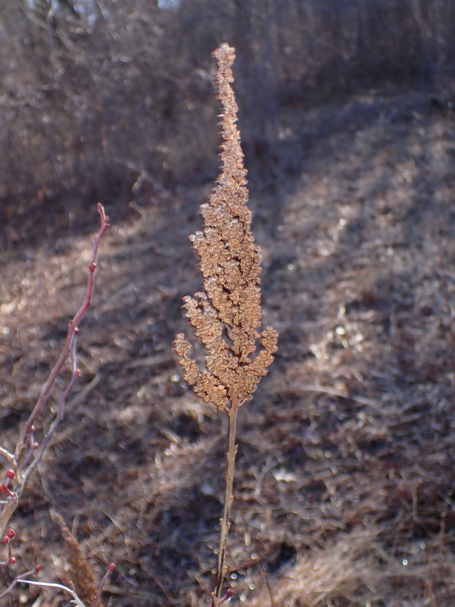 Steeplebush