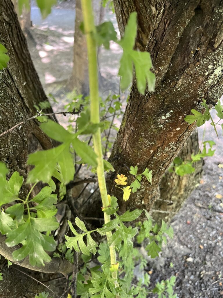 Hawthorn (Crataegus monogyna)