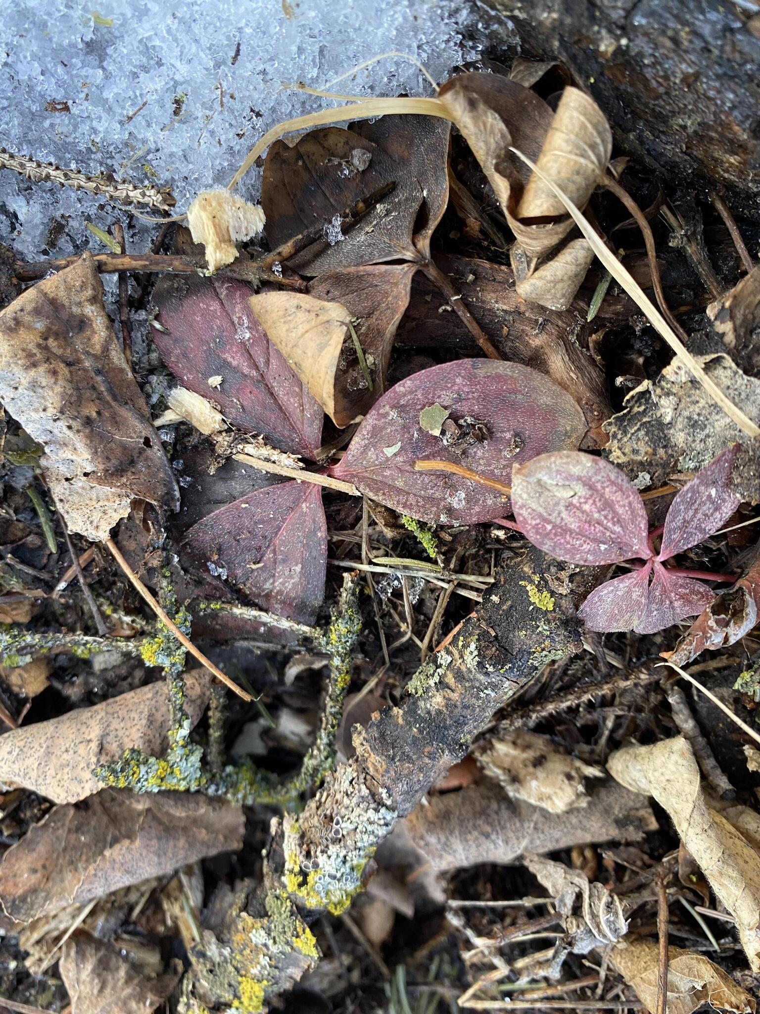 Canadian Bunchberry