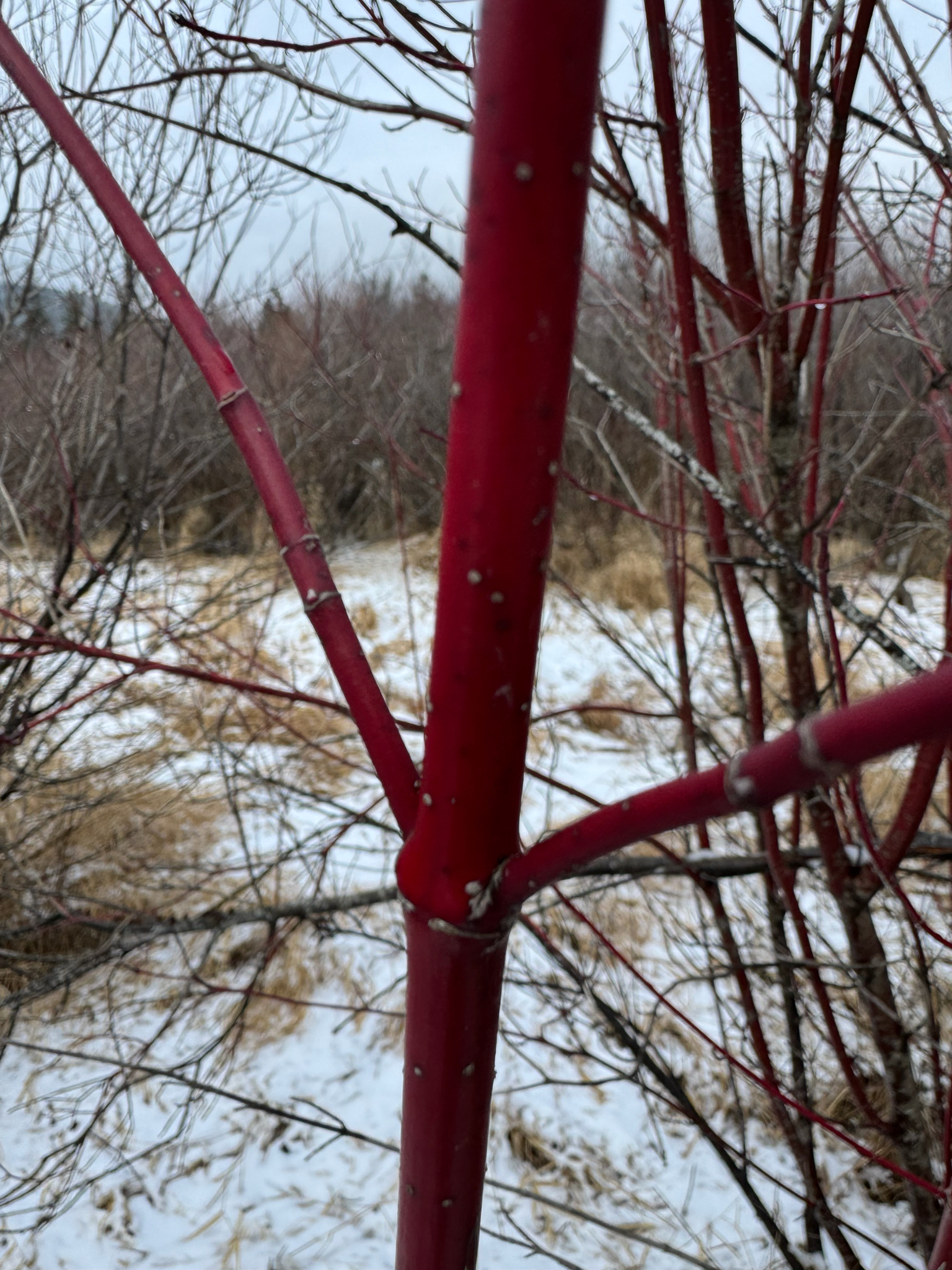 Red Osier Dogwood
