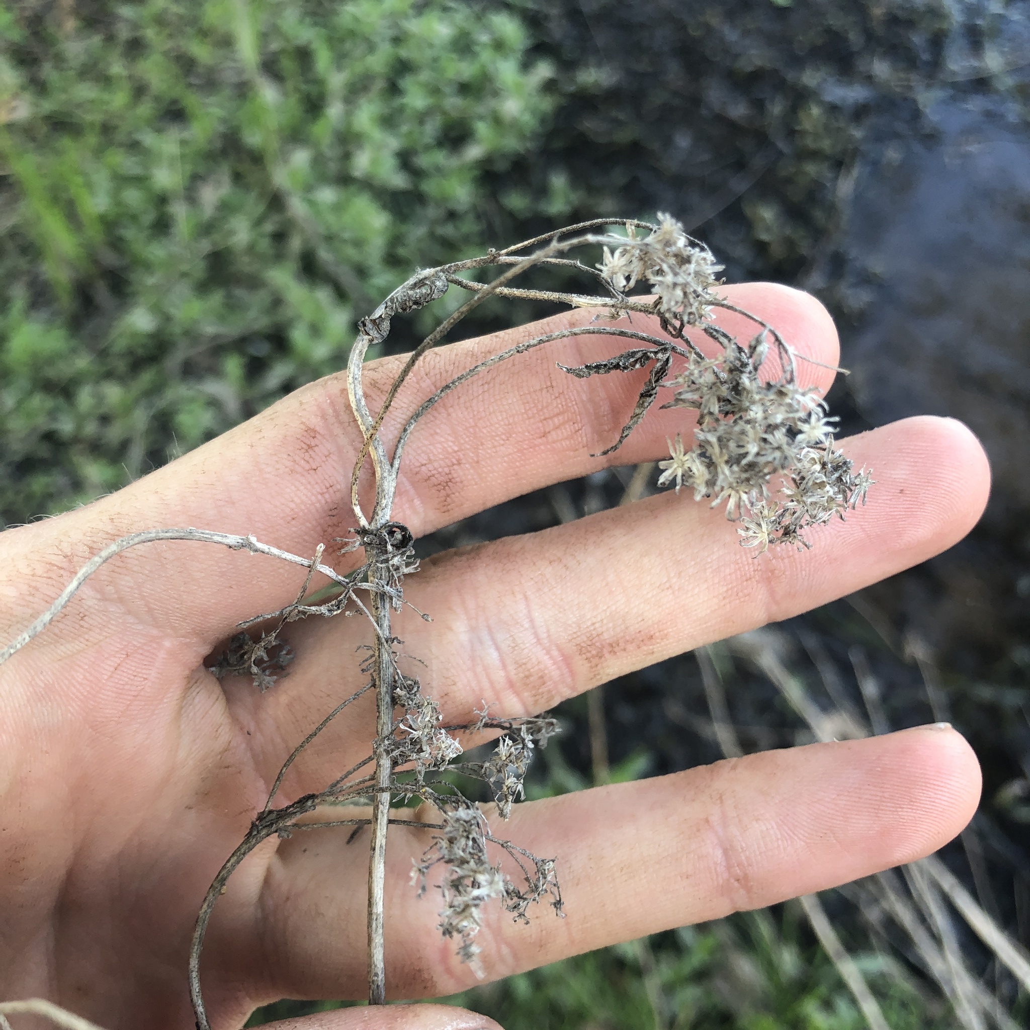 Common Boneset