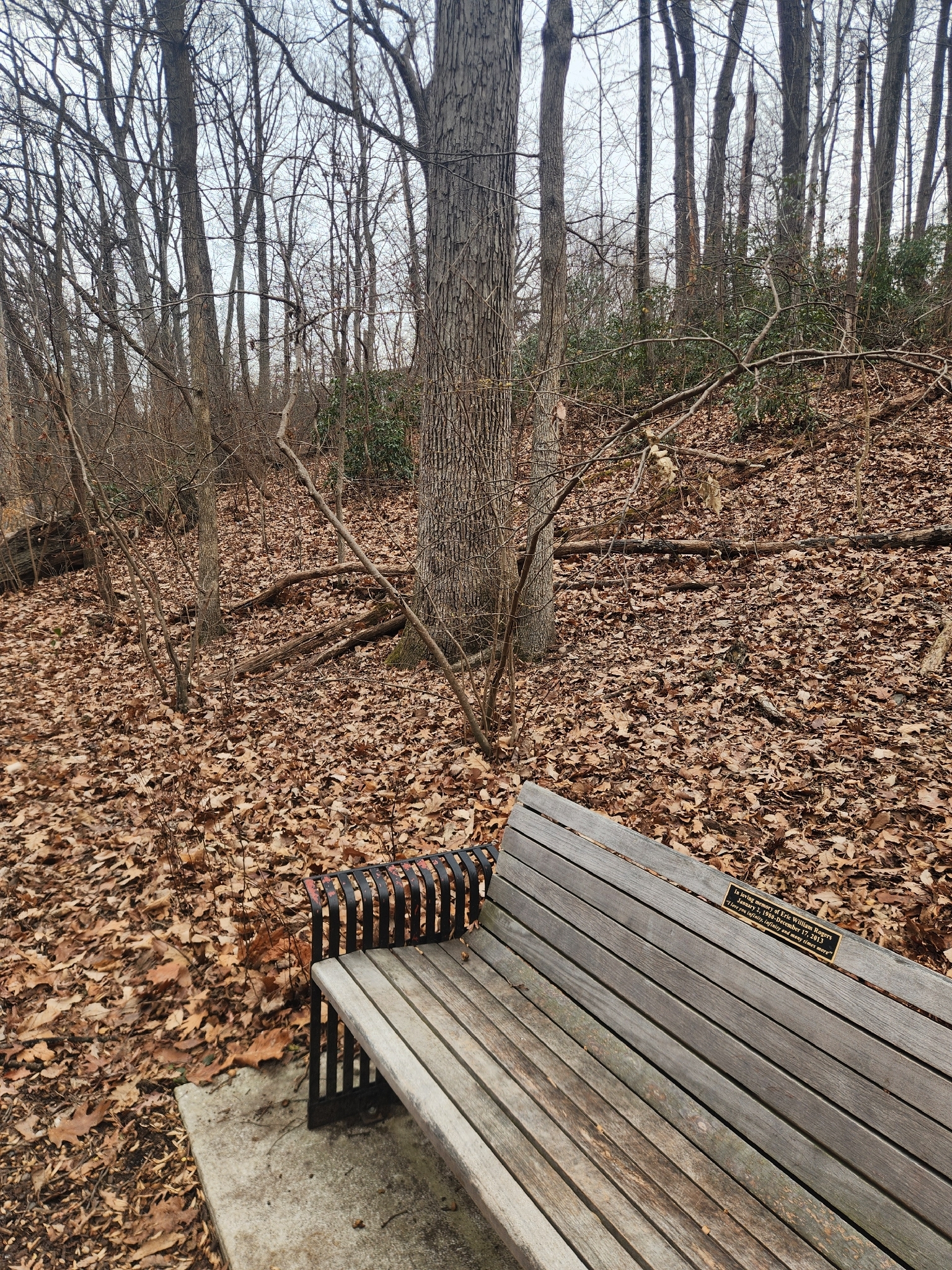 American Witch-hazel