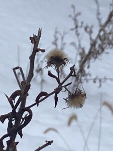 New England Aster