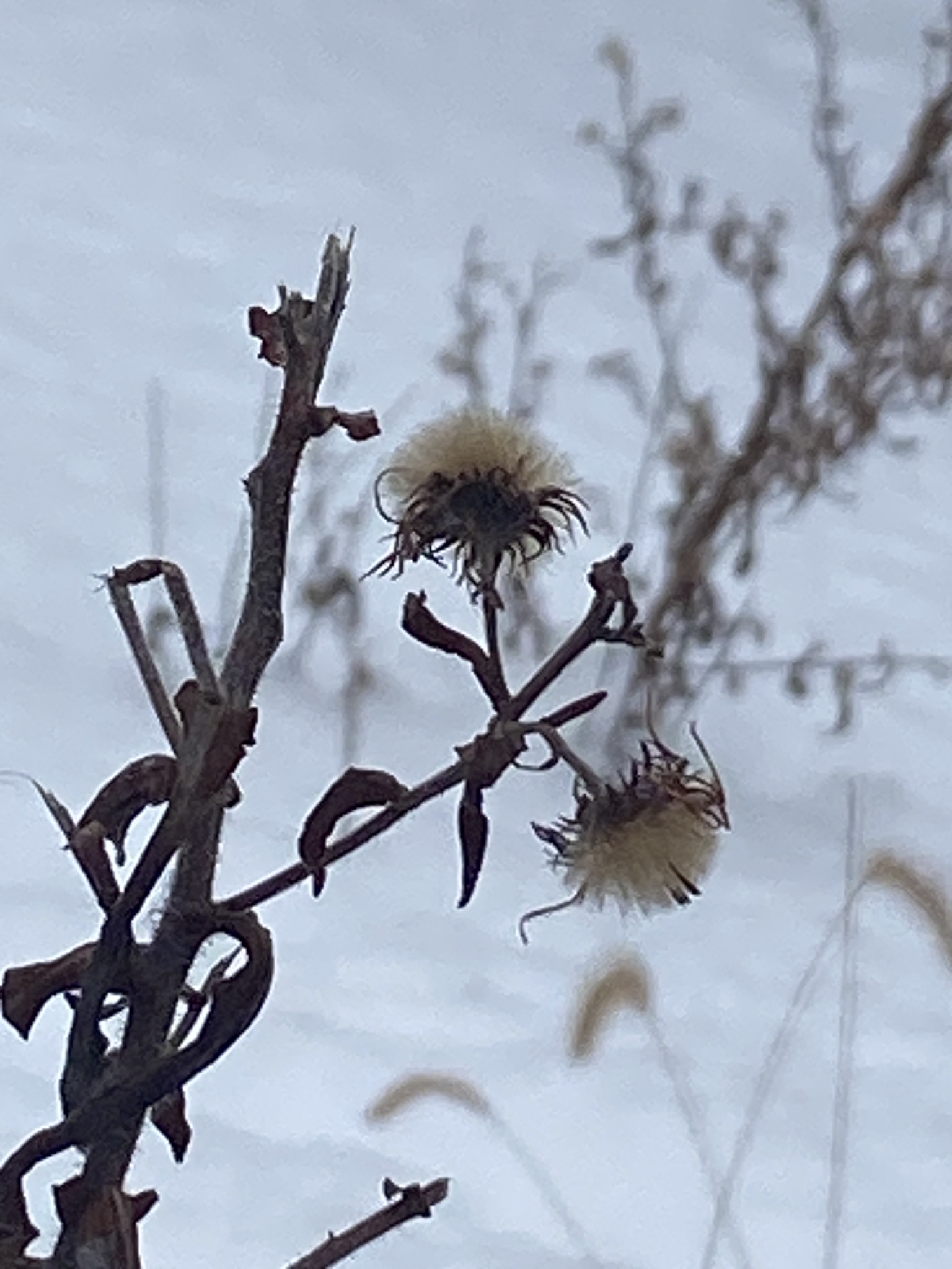 New England Aster