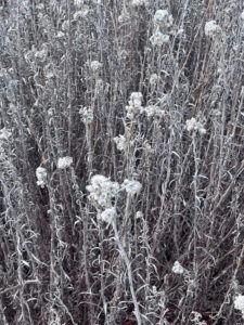 Pearly Everlasting
