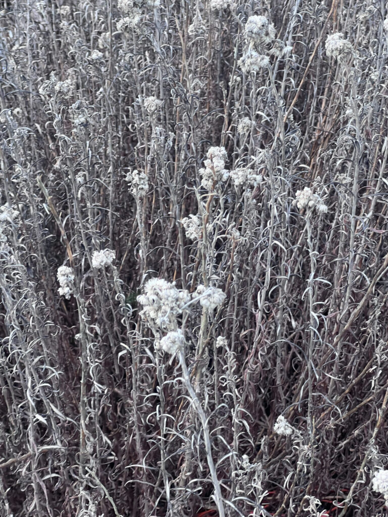 Pearly Everlasting (Anaphalis margaritacea)