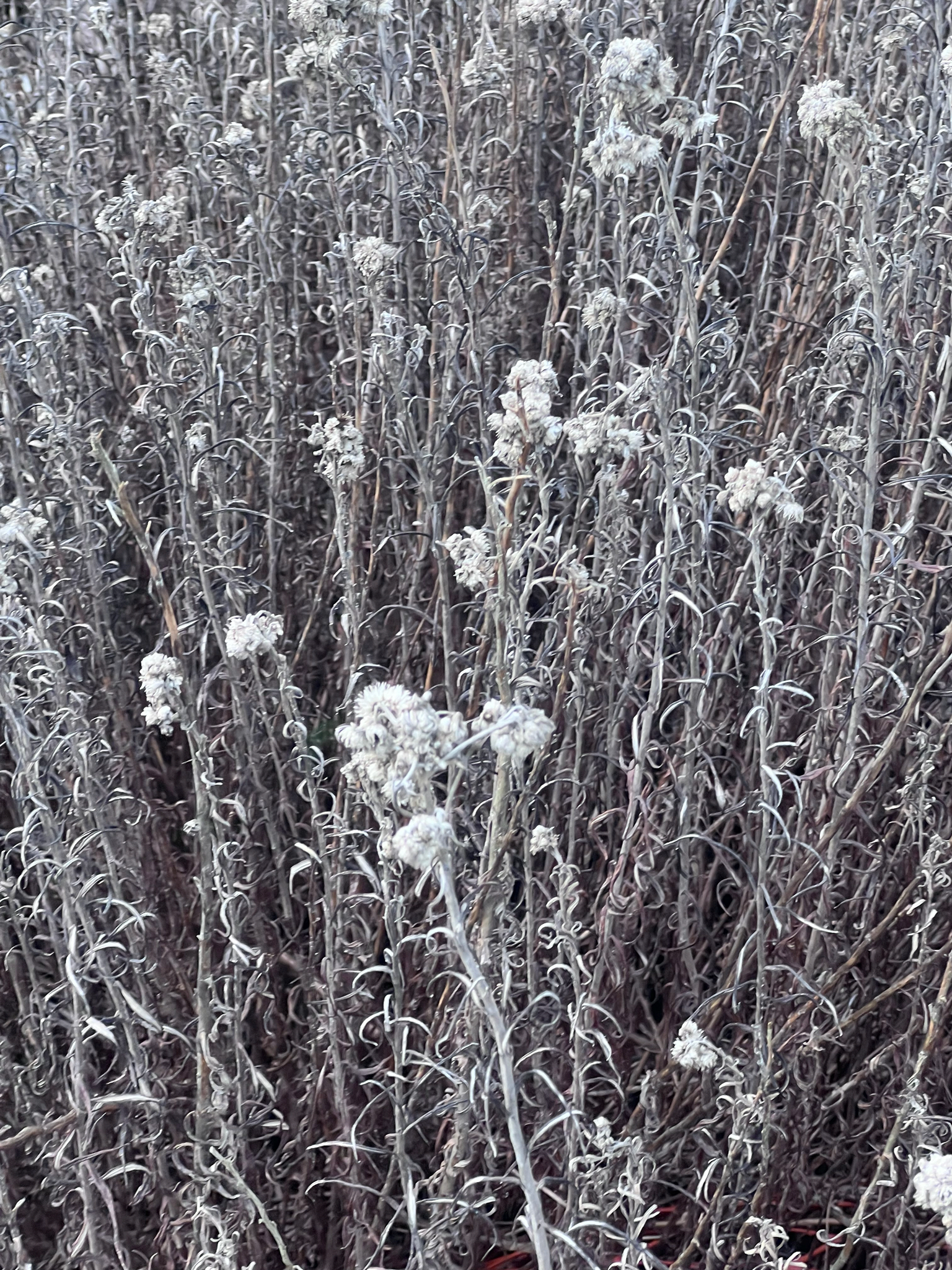 Pearly Everlasting