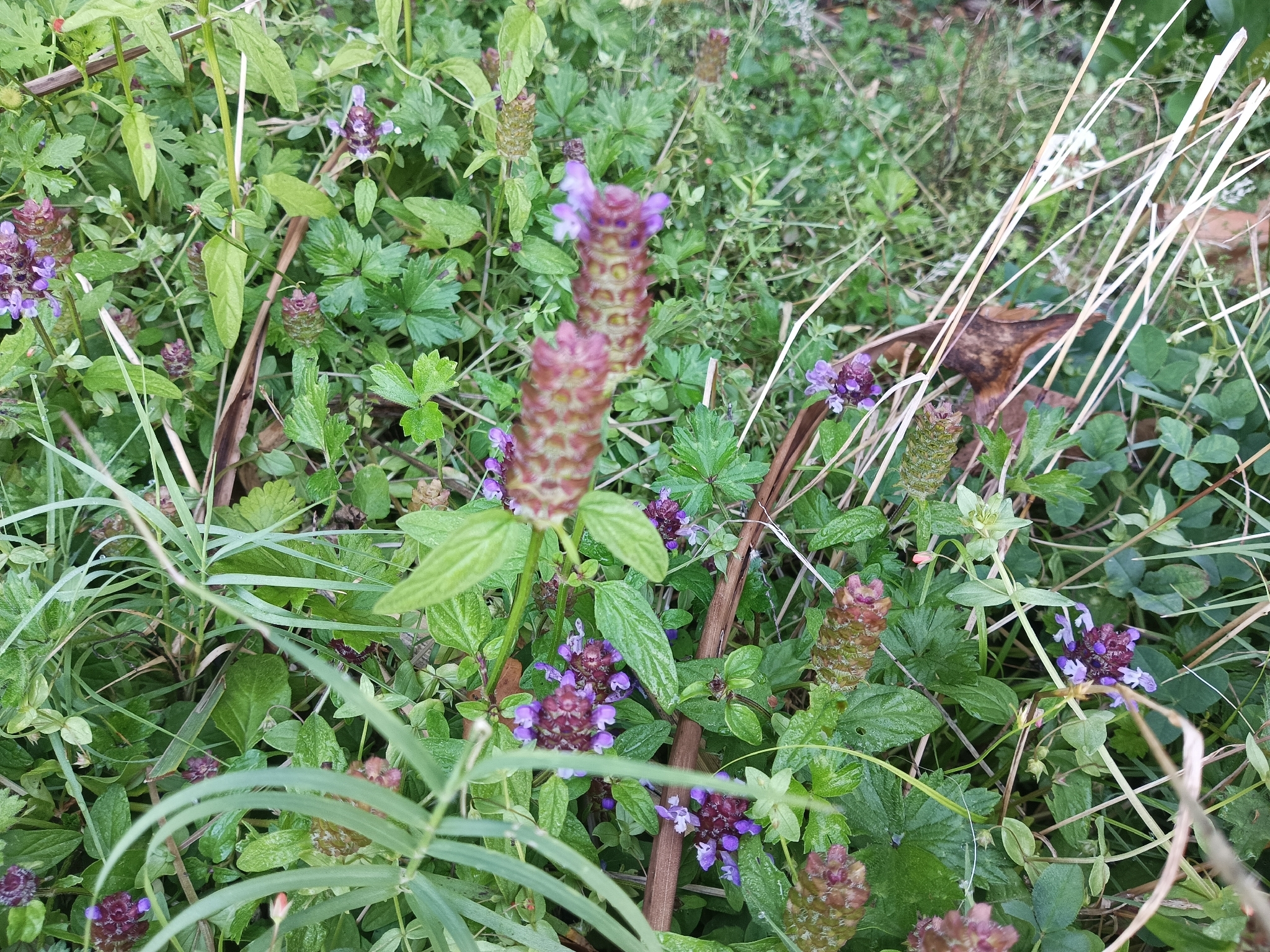 Common Selfheal