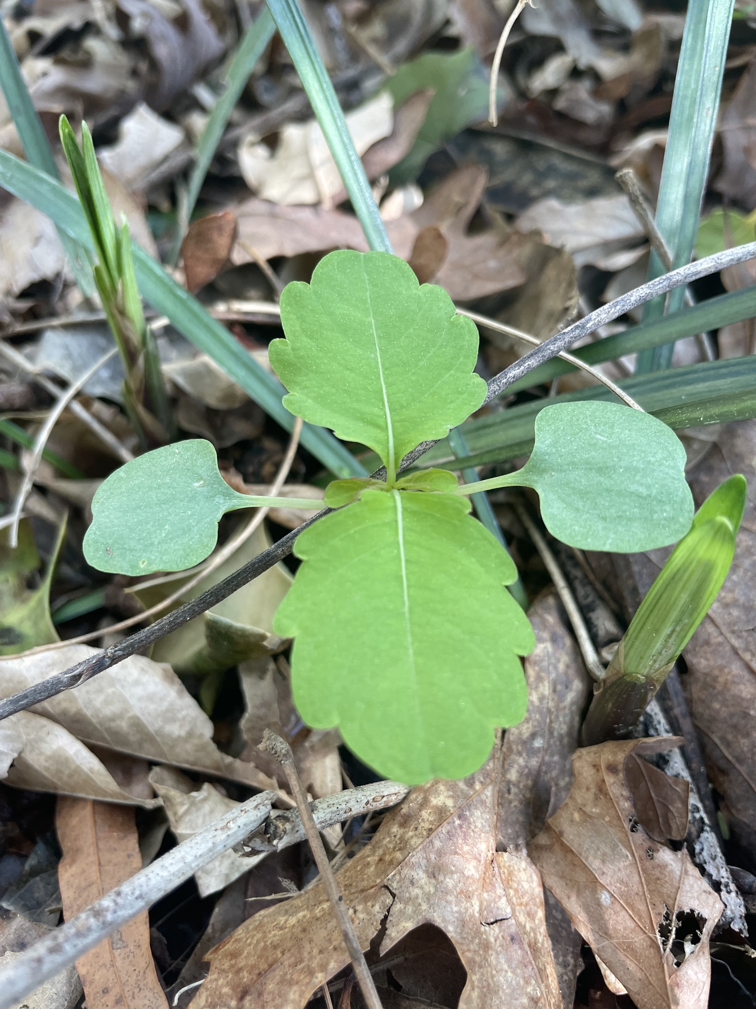 Common Jewelweed
