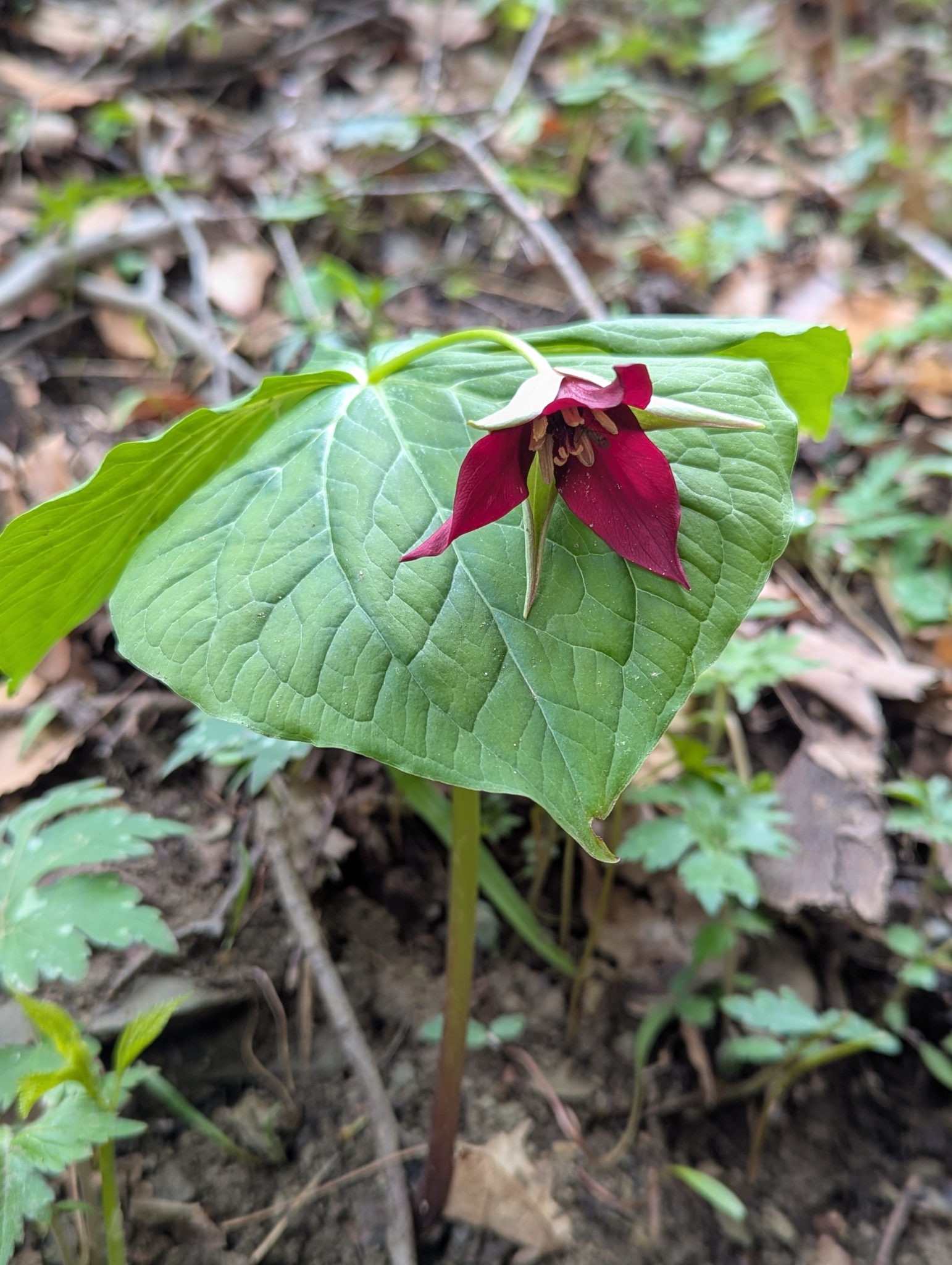 Red Trillium