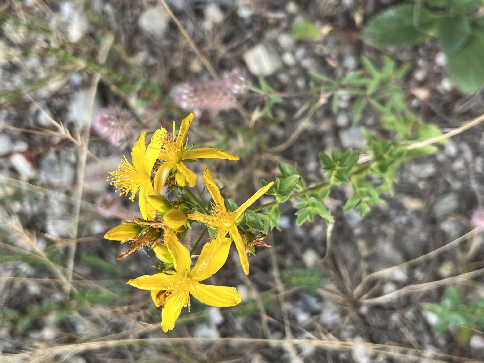 St. John’s Wort