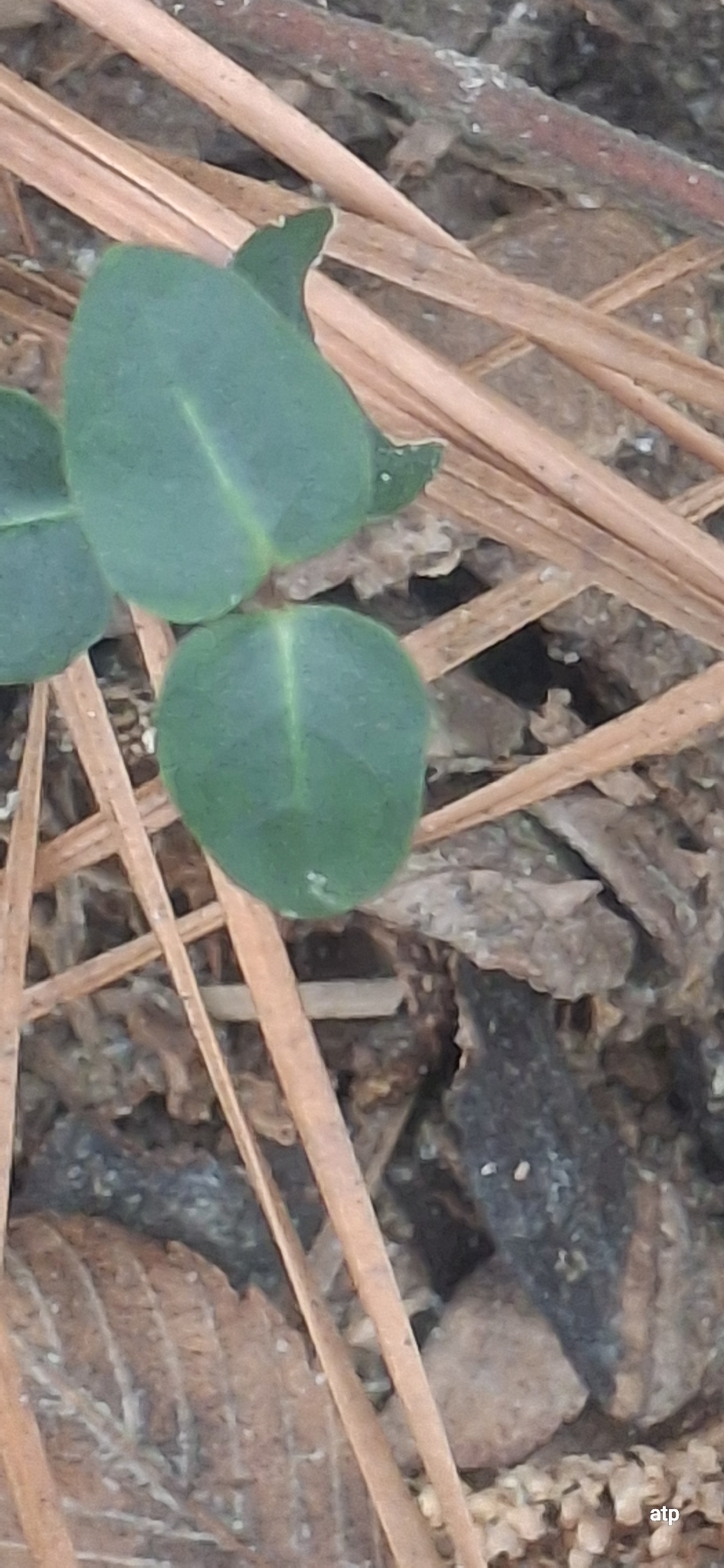 Common Pawpaw