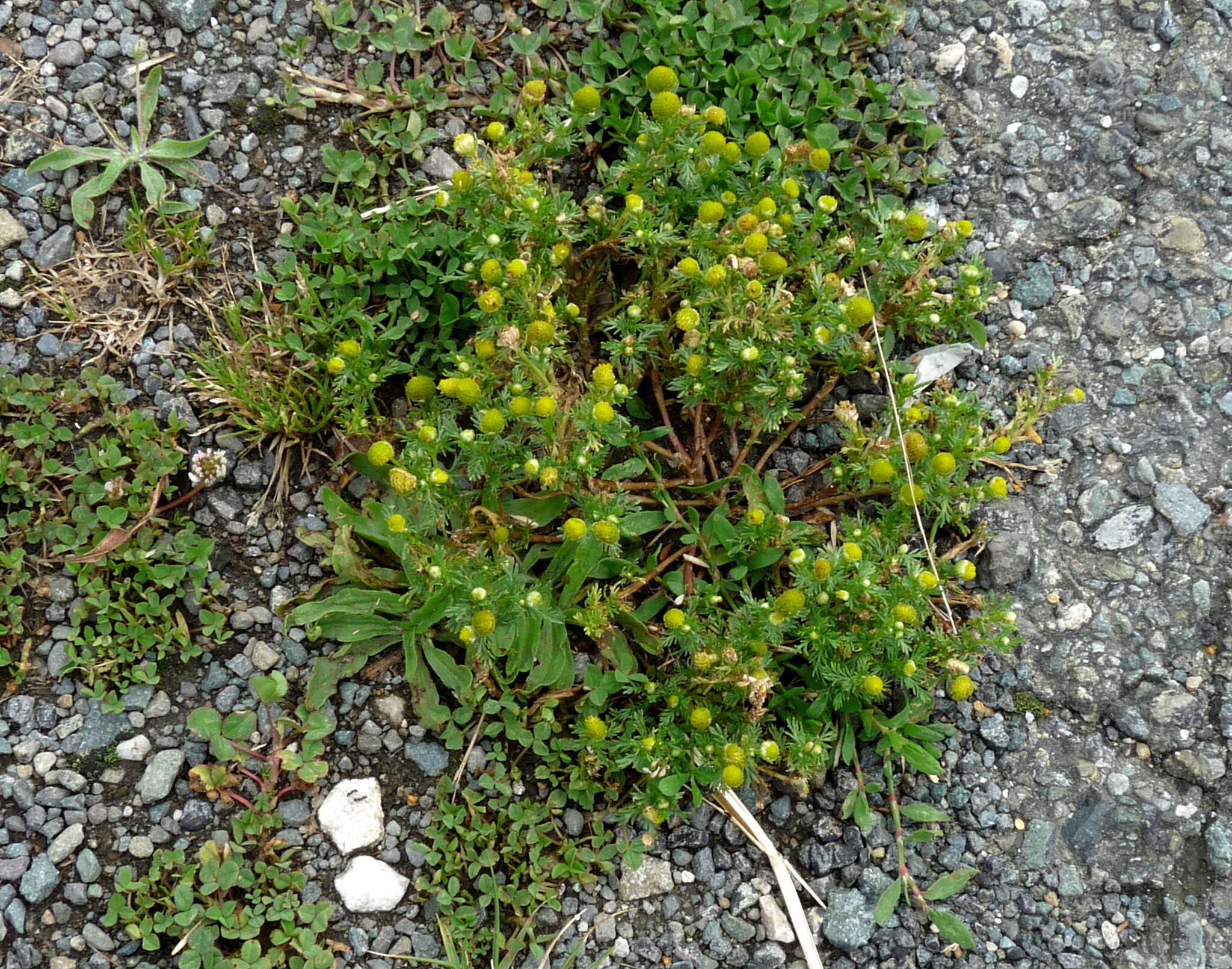 Pineapple-weed