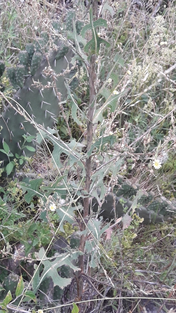 Tall Meadow-rue