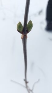 Red-berried Elder