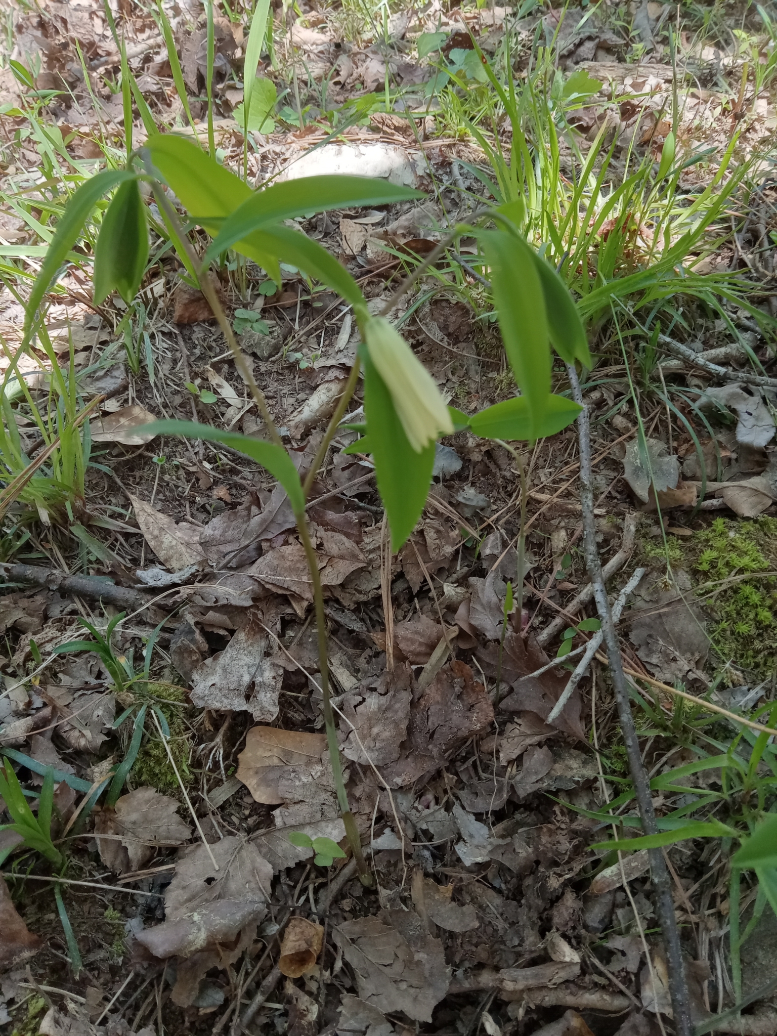 Sessile Bellwort