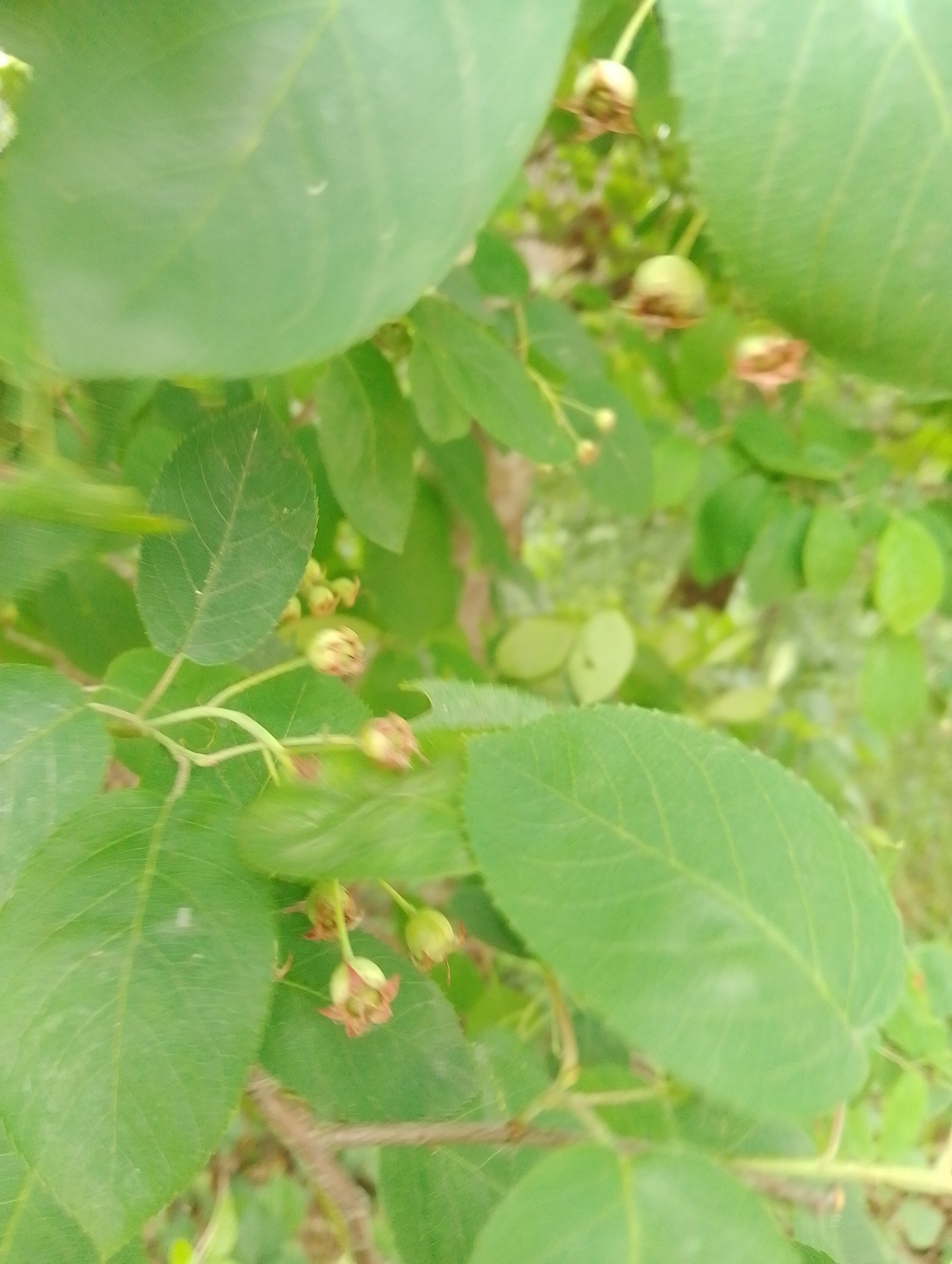 Smooth Shadbush