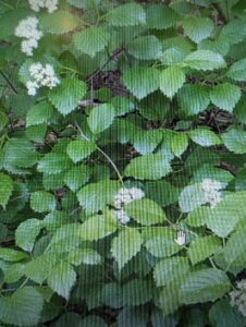 Southern Arrowwood