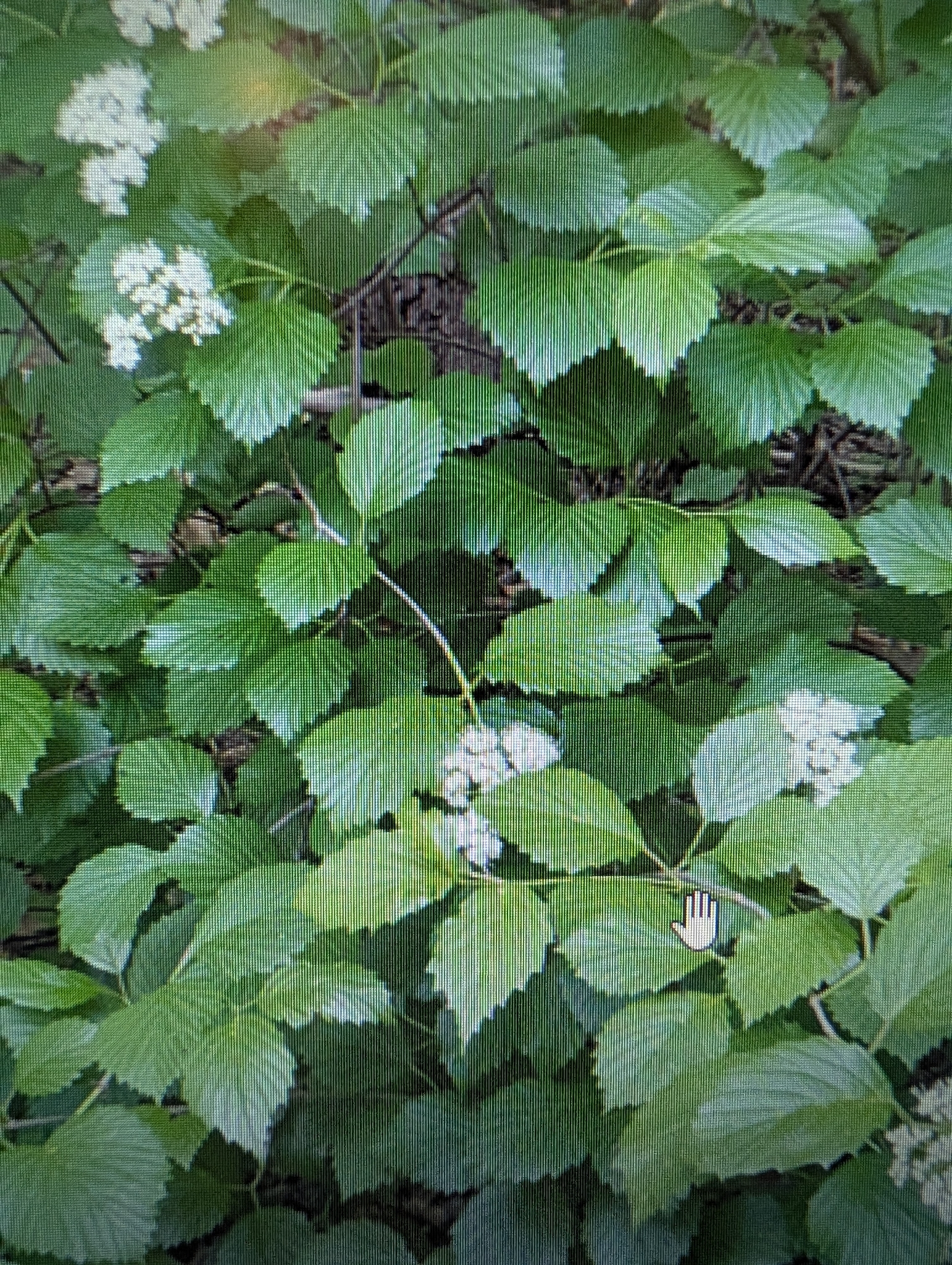 Southern Arrowwood