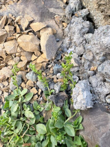 Eurasian Baneberry