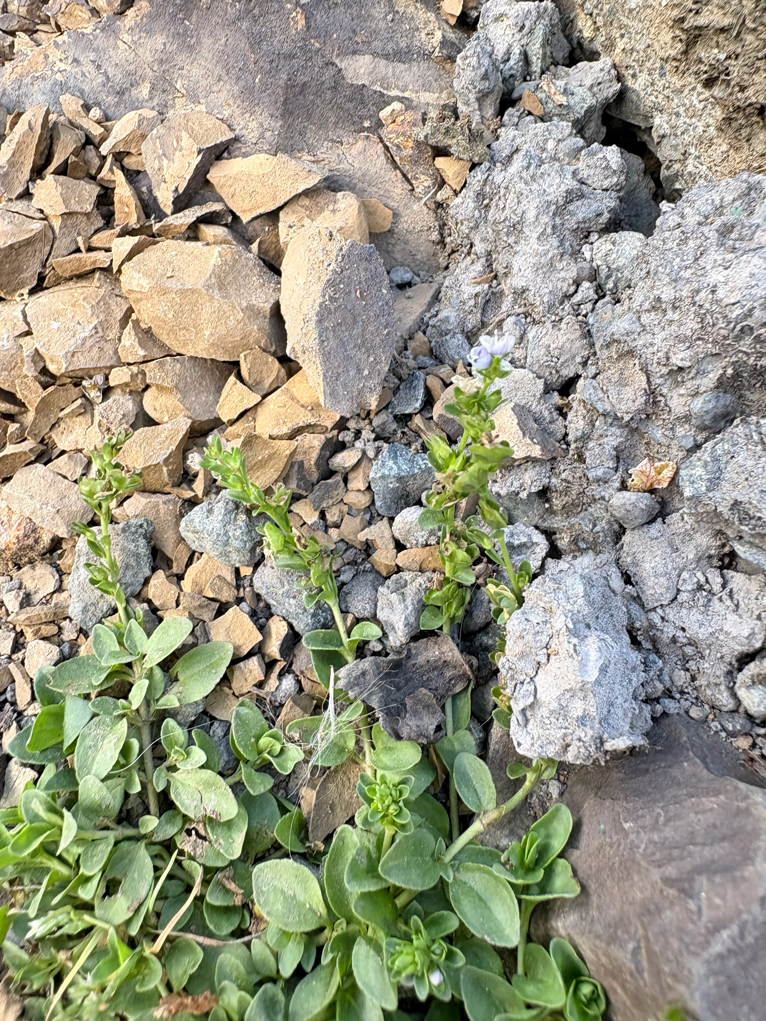 Eurasian Baneberry