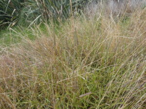 Timothy Grass