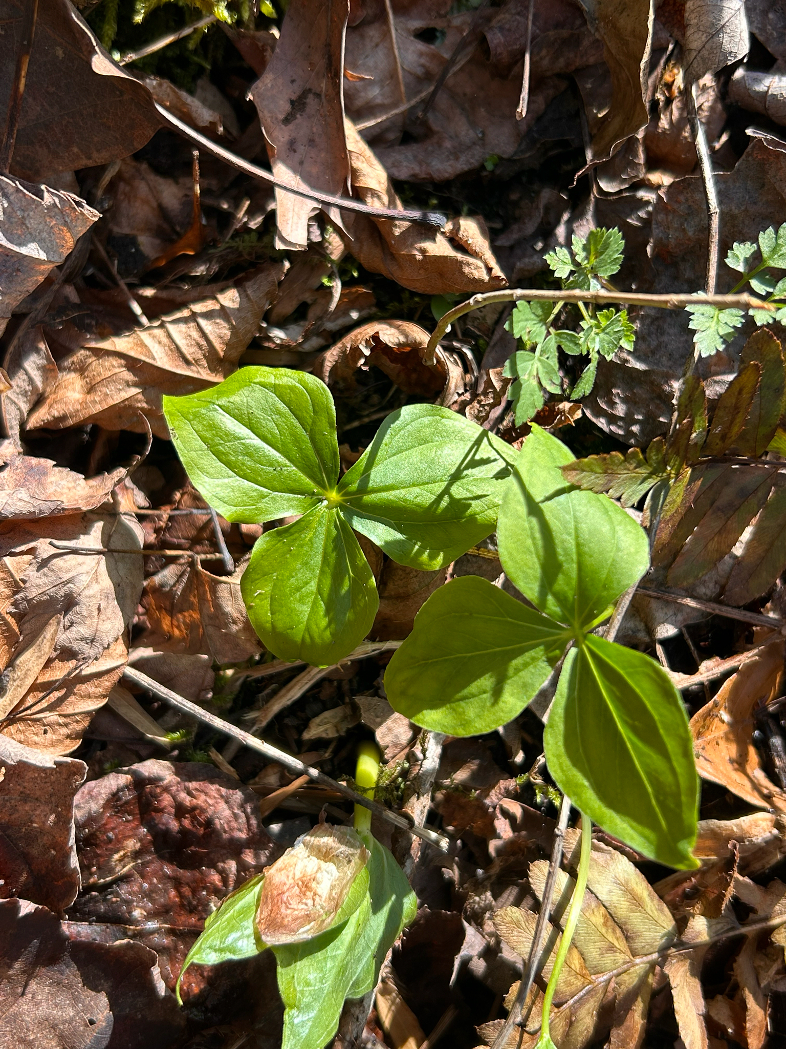 White Baneberry