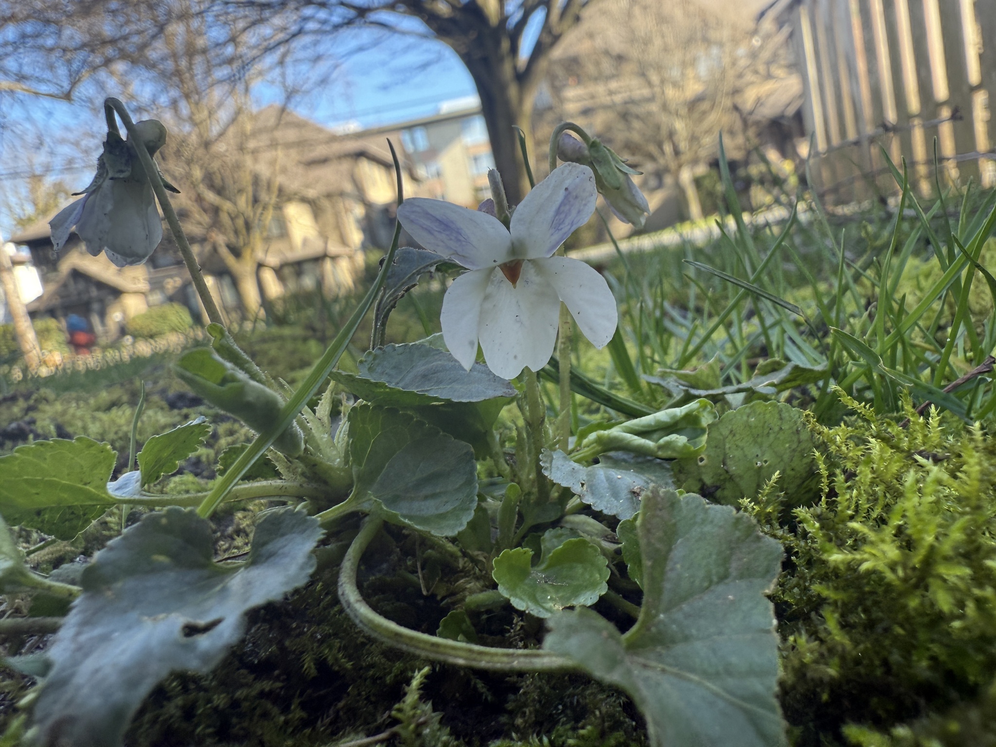 New Beginnings: Violet