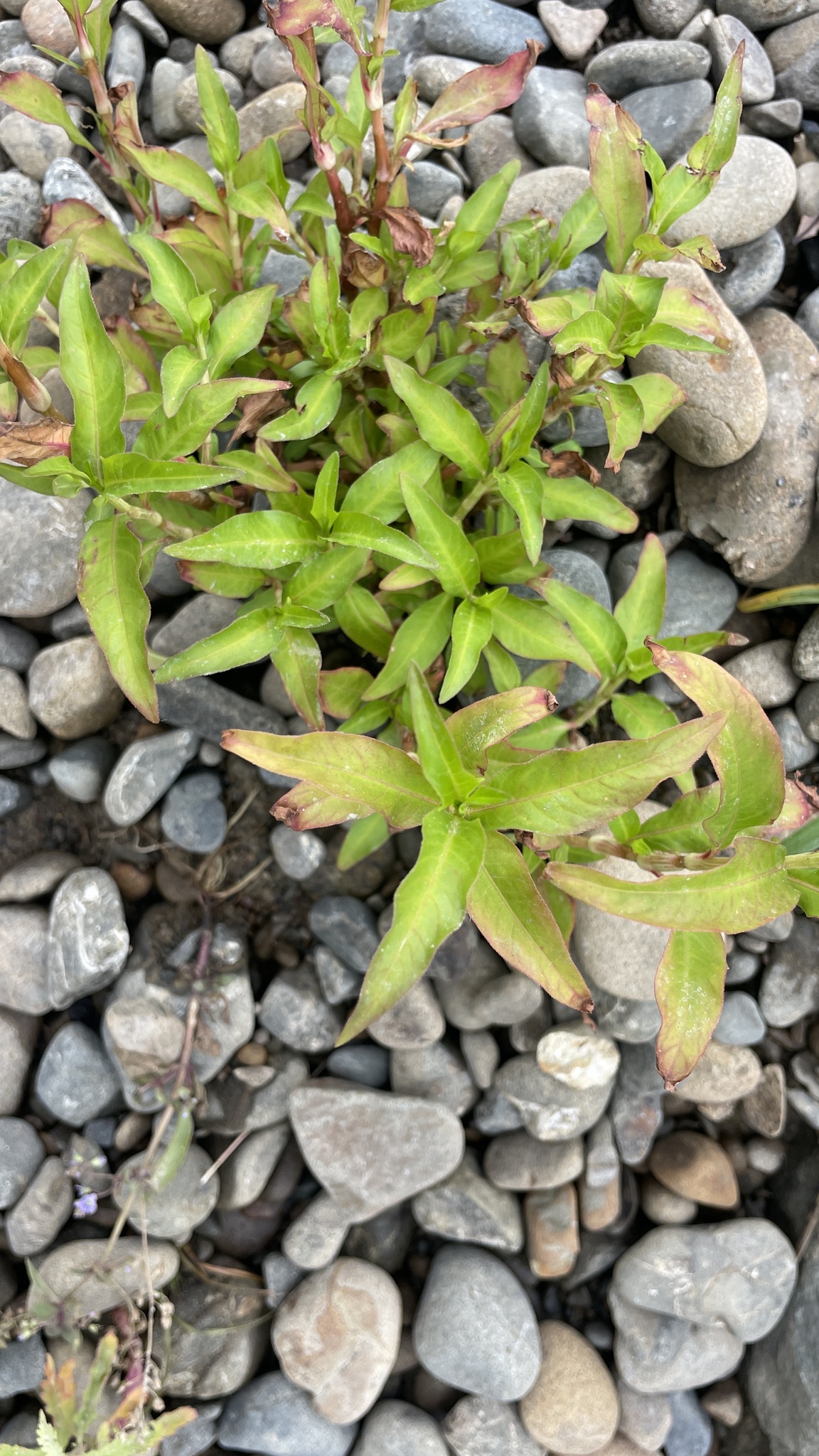 Waterpepper