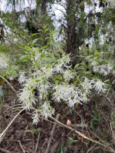 American Hophornbeam