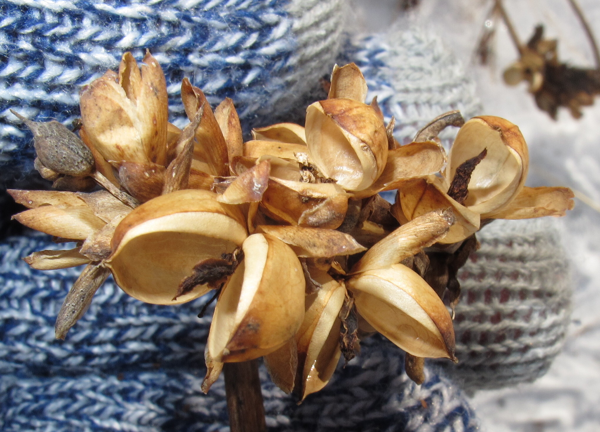 White Turtlehead