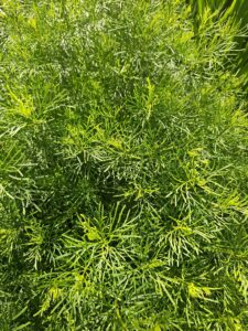 Common Marsh-bedstraw