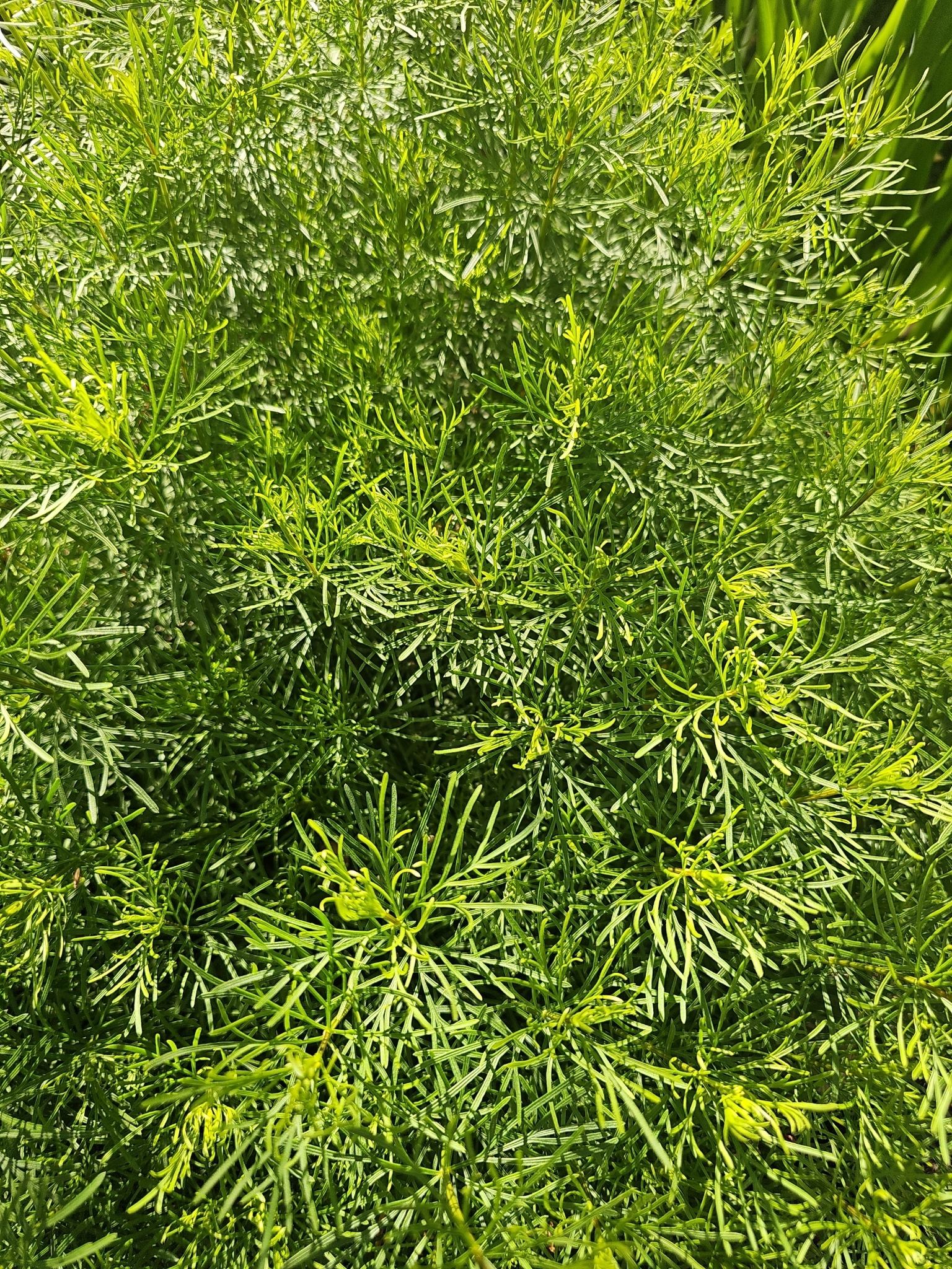 Common Marsh-bedstraw