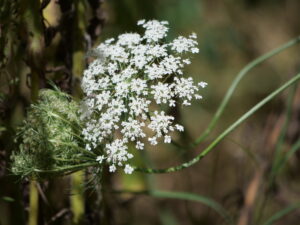 Wild Carrot