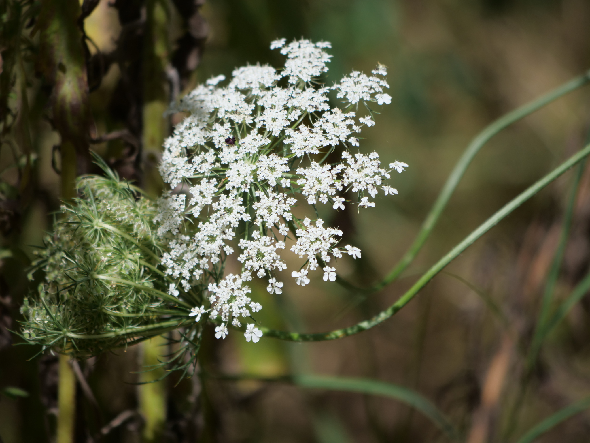 Wild Carrot