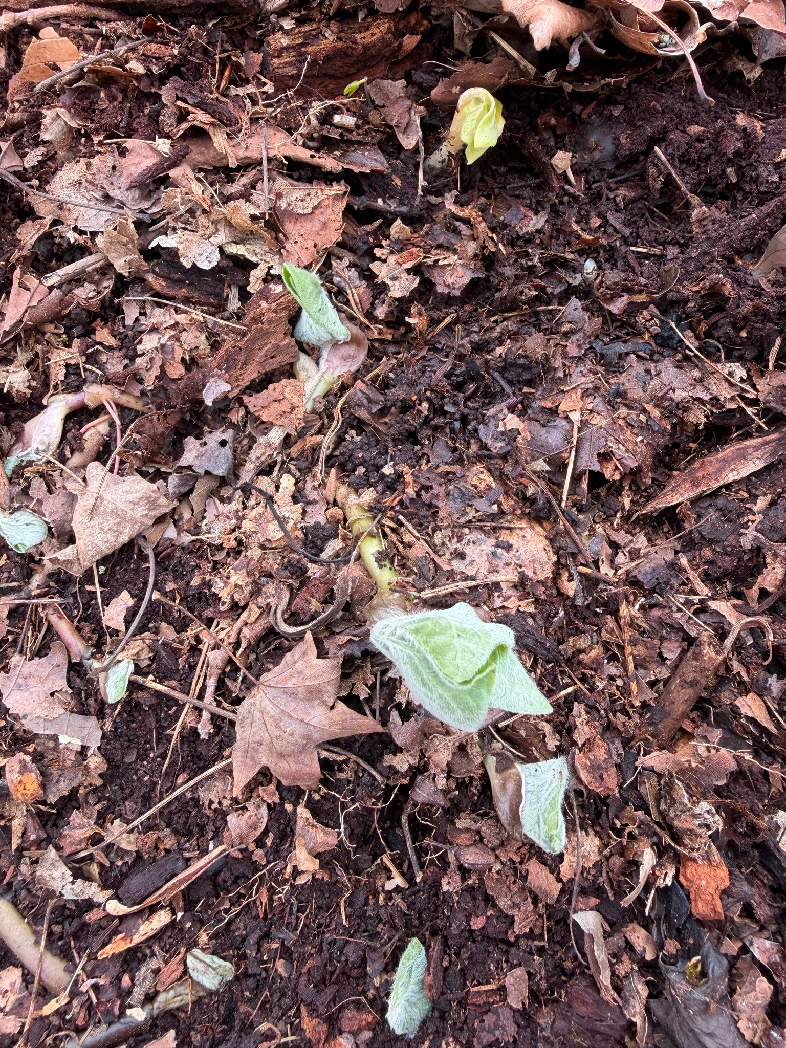 Broad-leaved Helleborine