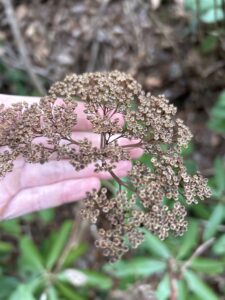 Wild Hydrangea
