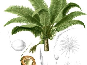 Coconut