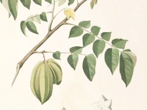 Starfruit