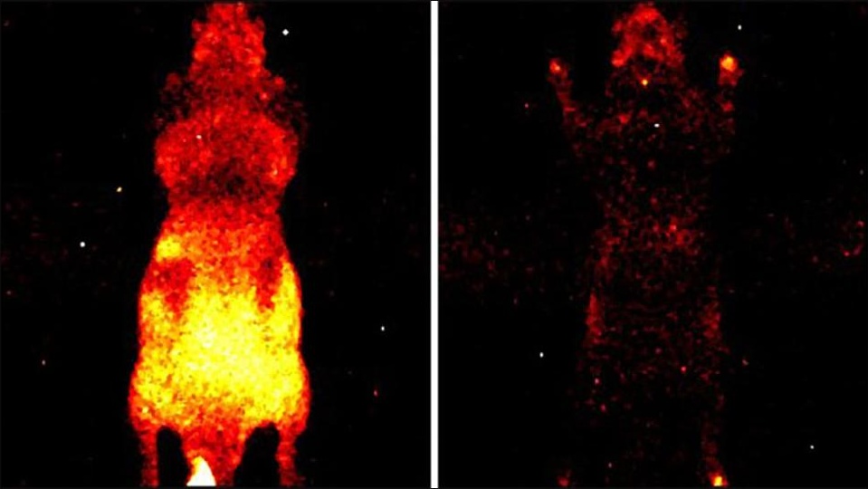 Side-by-side biophoton camera images of a mouse: glowing brightly while alive (left) versus only faint scattered points of light after death (right).
